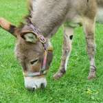 image for Perry the miniature Donkey who was used to model Donkey from Shrek has passed… this is him.