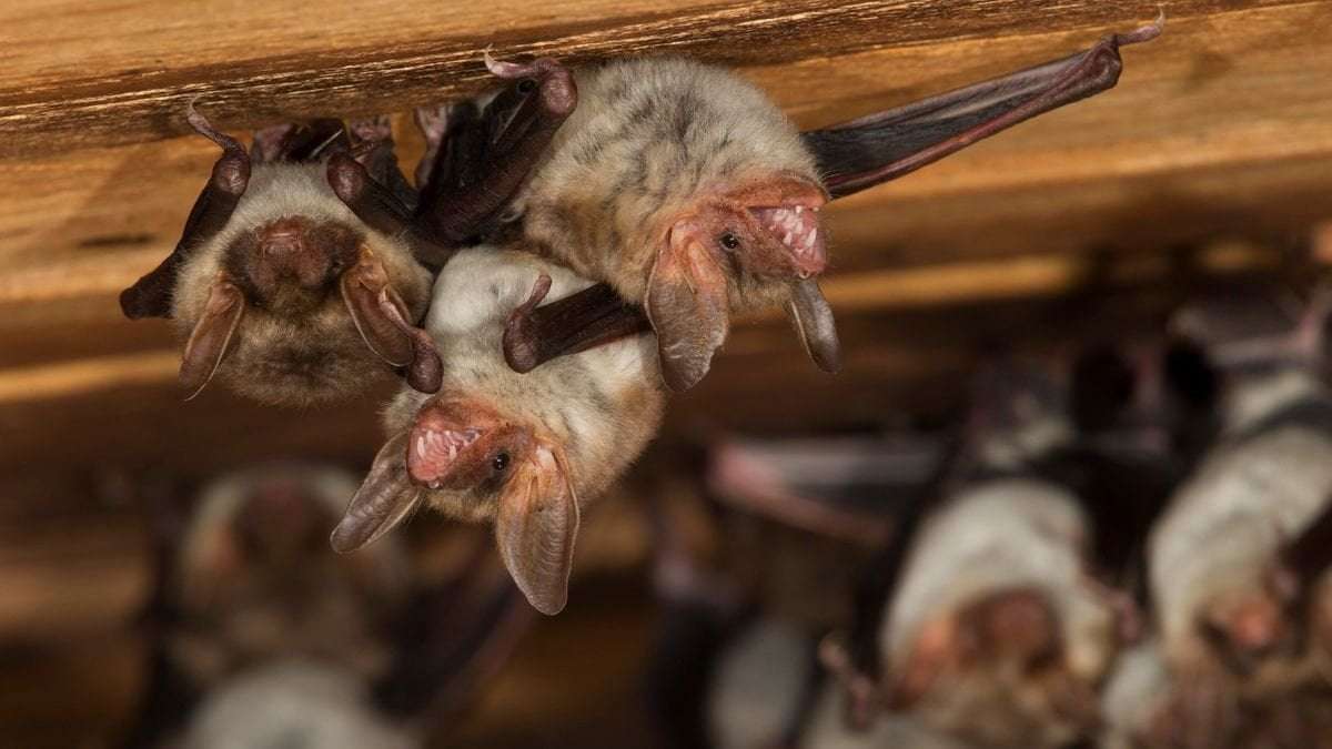 image for Bat poop used to grow cannabis kills 2 in New York in unusual cases