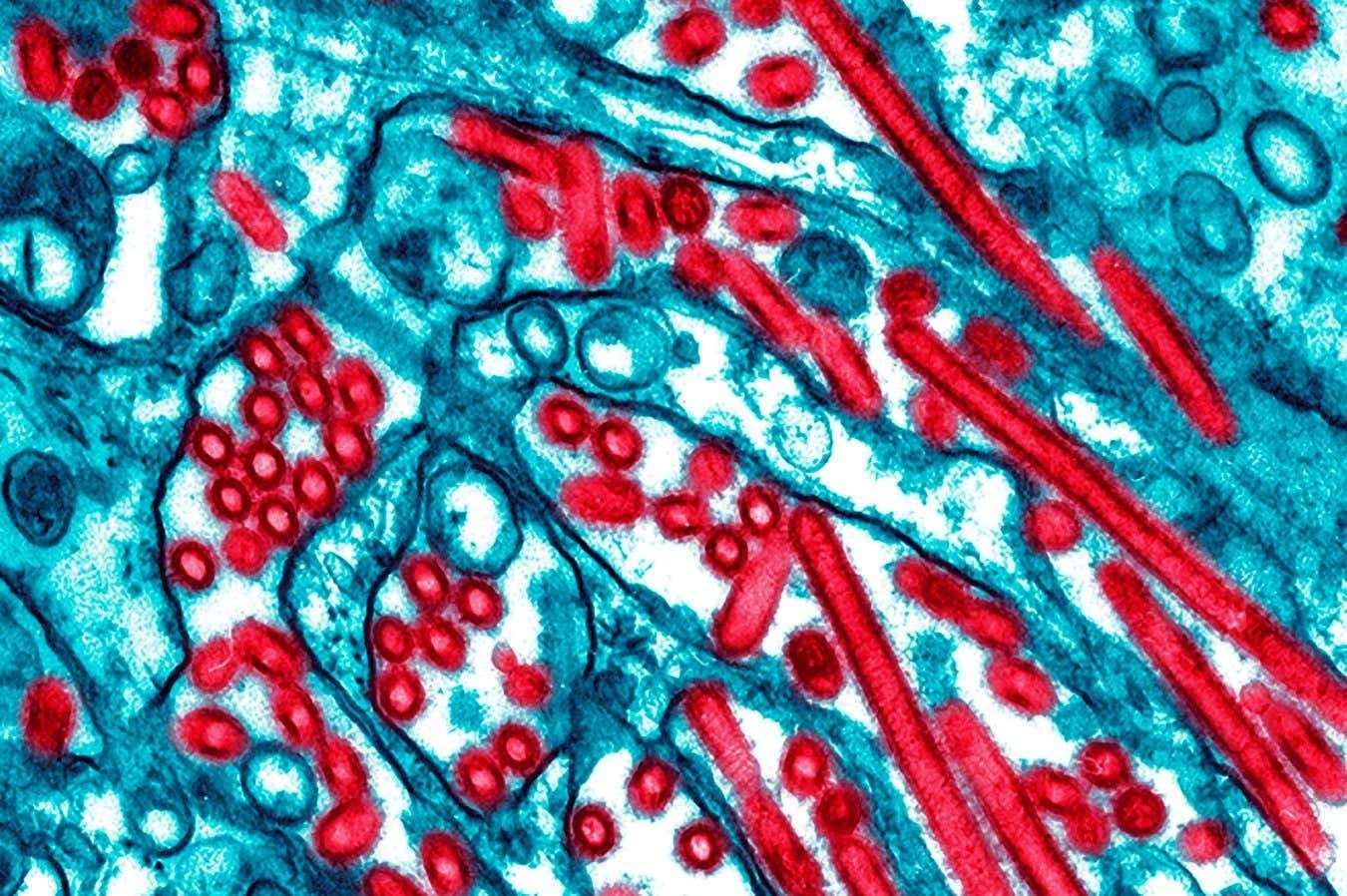 image for US reports first human death related to bird flu