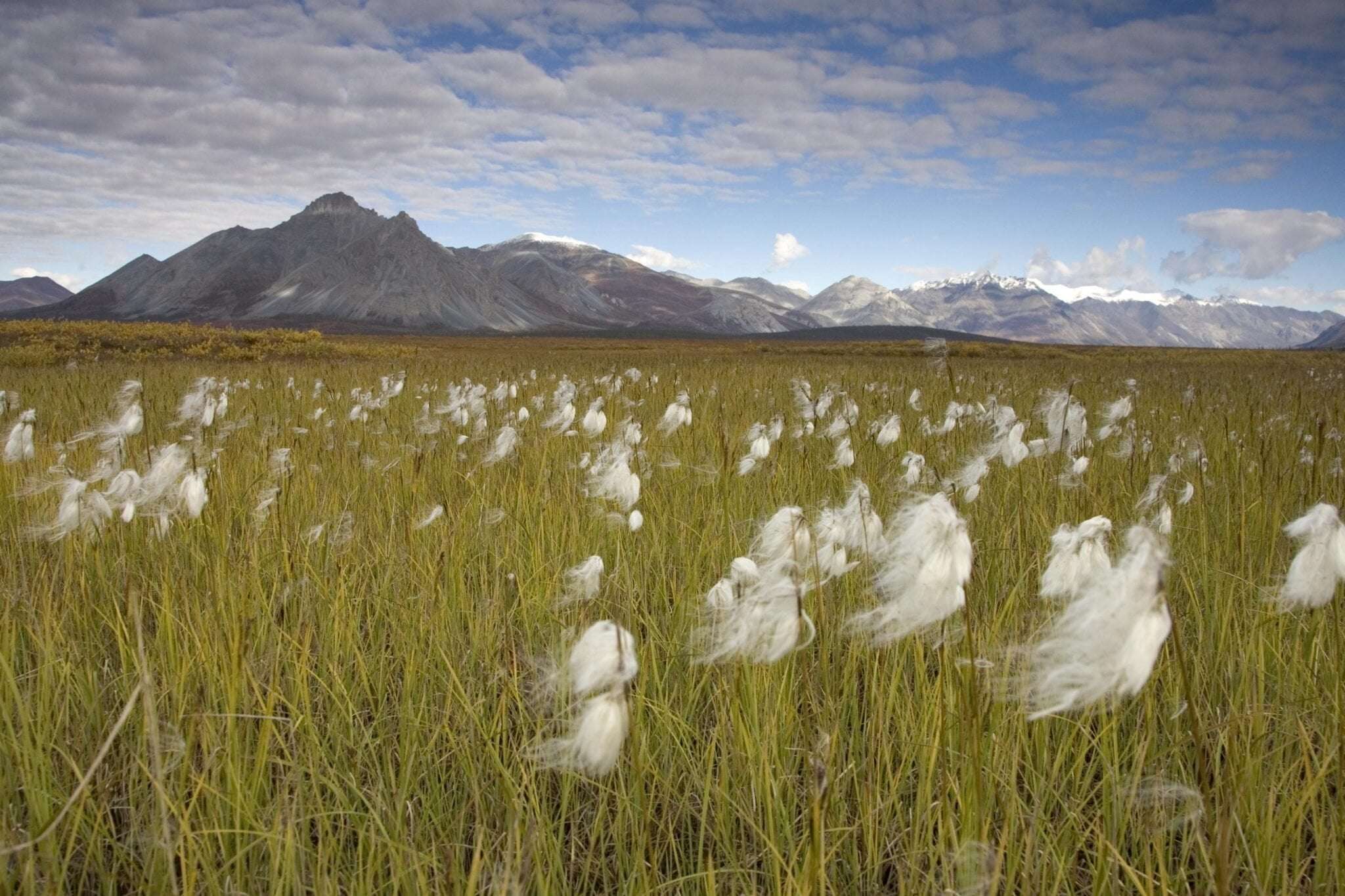 image for Oil and gas lease sale in Alaska’s Arctic National Wildlife Refuge draws no bids • Alaska Beacon