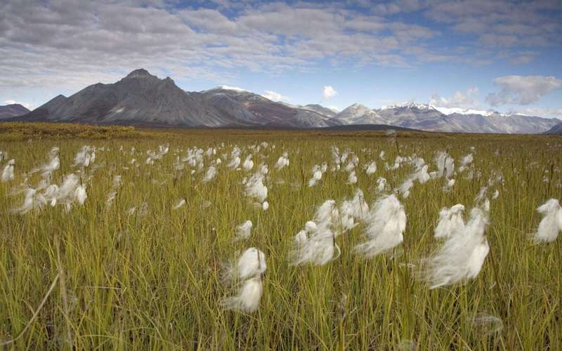 image for Oil and gas lease sale in Alaska’s Arctic National Wildlife Refuge draws no bids • Alaska Beacon