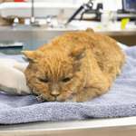 image for Veterinarians care for an injured cat that was rescued from the Eaton fire in Pasadena