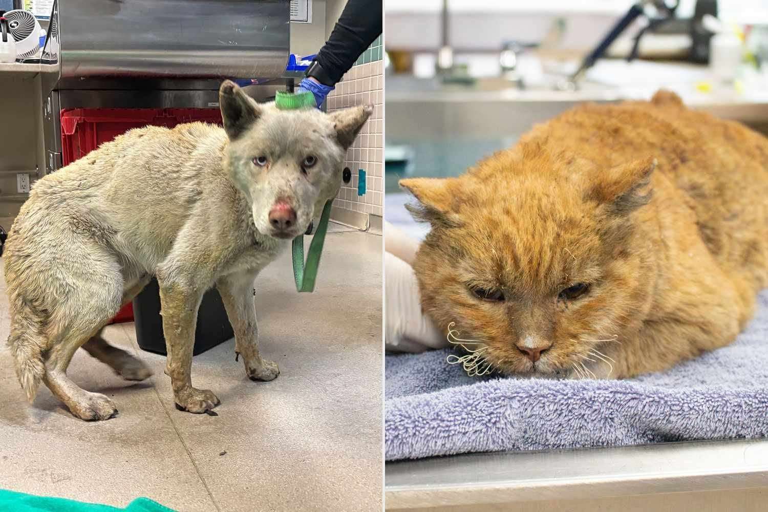 image for Pasadena Shelter Takes in Over 300 Pets Displaced by L.A. Fires, Including Cats and Dogs 'Covered in Burns'