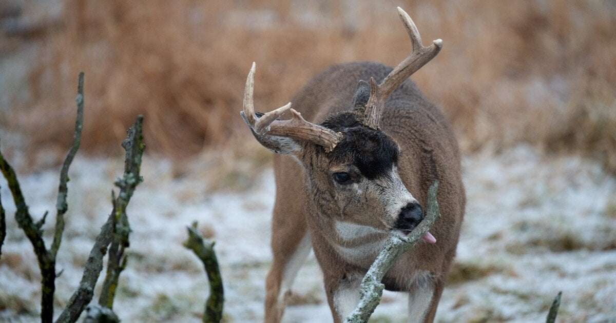 image for Wildlife Conservation Center raises 30,000 bucks to rebuild deer shelter