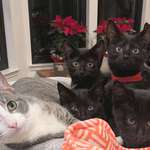 image for I take hundreds of pics of my foster kittens, mostly awful. This one may be my piece de resistance!