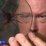 image for New species of spider discovered in Australia instantly becoming the worlds most venomous spider.