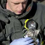 image for A firefighter pulled a kitten out of the fire and proceeded to help it by giving it oxygen