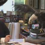 image for "Inauguration" comes from "augurs," Roman priests who saw omens in the behavior of birds.