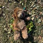 image for Teddy bear from the day I was born survived my mom's house burning down in Altadena