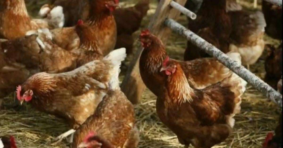 image for Bird flu detected in commercial poultry flock in Georgia, officials say