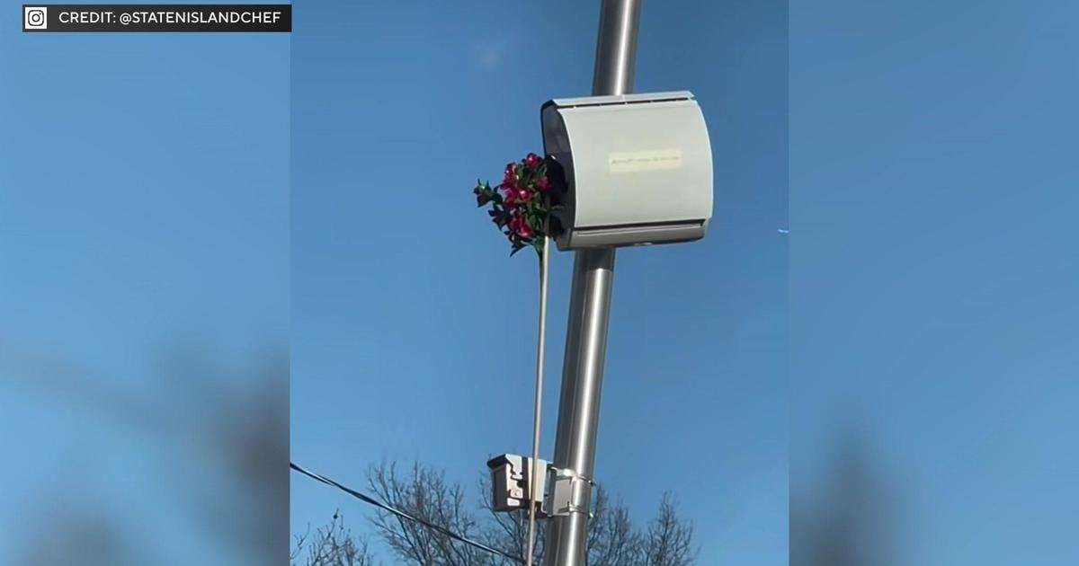 image for "Staten Island Beautification Squad" blocks dozens of speed cameras using fake flowers
