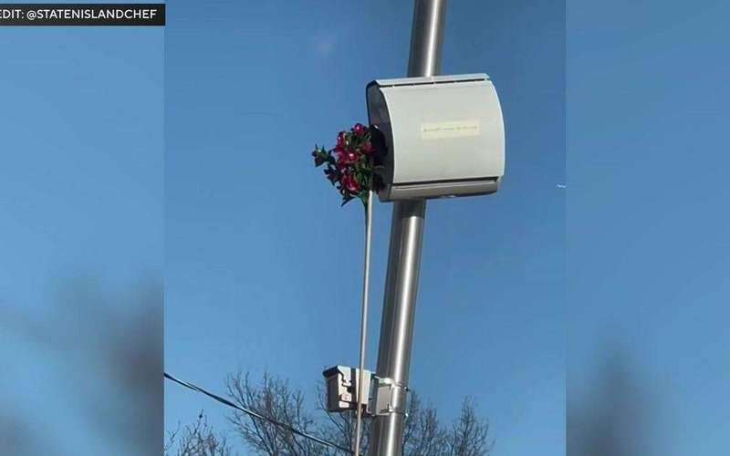 image for "Staten Island Beautification Squad" blocks dozens of speed cameras using fake flowers