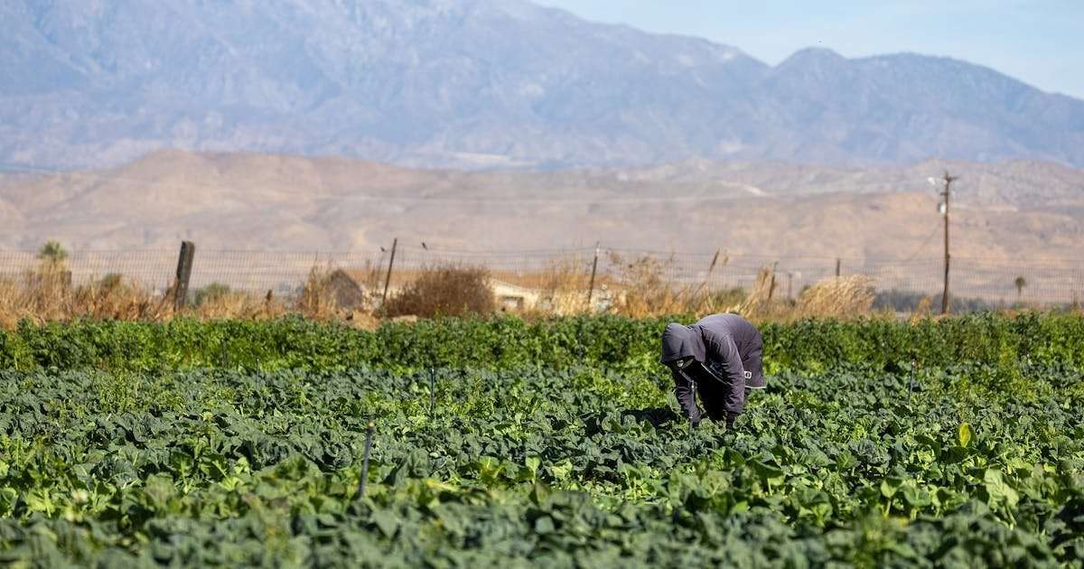 image for Trump’s Immigration Plans Are Already Wrecking the Food Industry