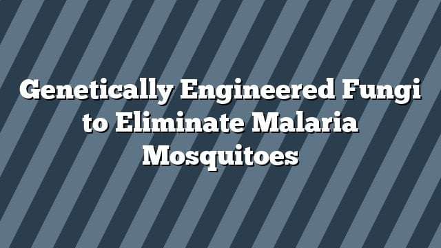 image for Genetically Engineered Fungi to Eliminate Malaria Mosquitoes