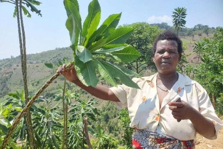 image for In Uganda, a women-led reforestation initiative fights flooding, erosion