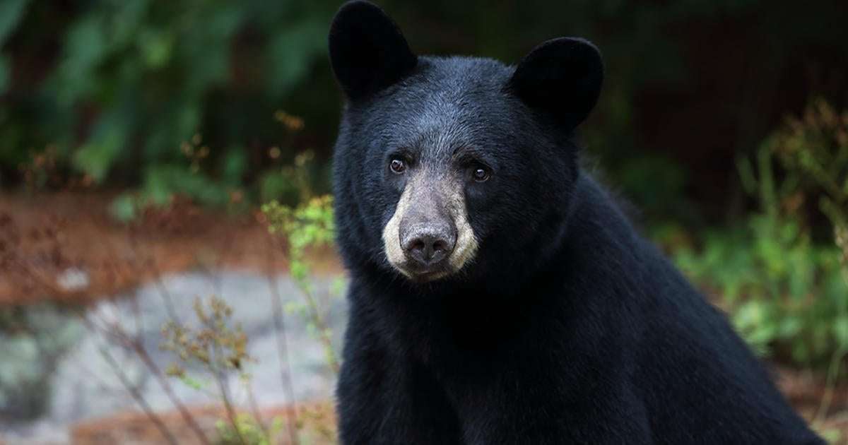 image for Bear that attacked man in Pennsylvania had rabies, officials confirm