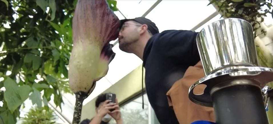 image for Rare corpse flower blooms at Brooklyn Botanic Garden, crowds drawn to its ‘stinky cheese, foot smell’