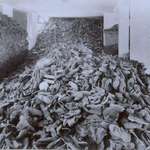 image for One the warehouses filled with victims' shoes up to the ceiling. Auschwitz, Occupied Poland 1944.