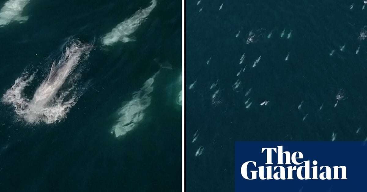 image for ‘Super pod’ of more than 1,500 dolphins spotted off California coast