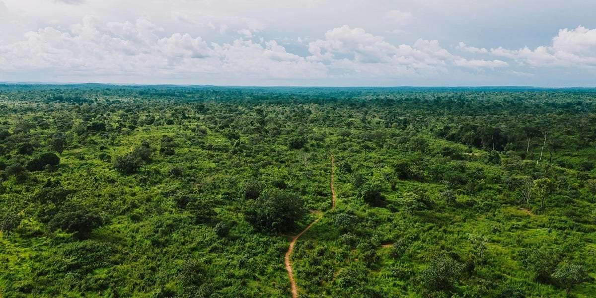 image for Deforestation in the Amazon has halved in the last few years