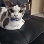 image for Gizmo says "fuck Nazis"