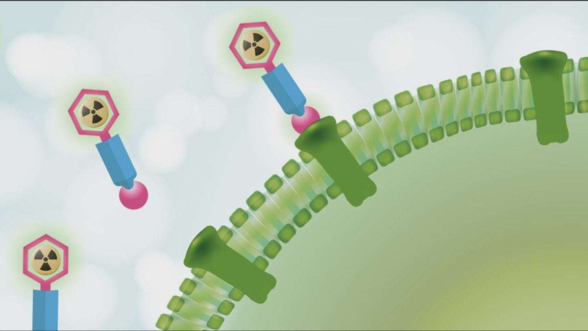 image for Radioactive drugs strike cancer with precision