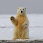 image for Yeah, fuck your political posts on here. Here's a fucking polar bear.