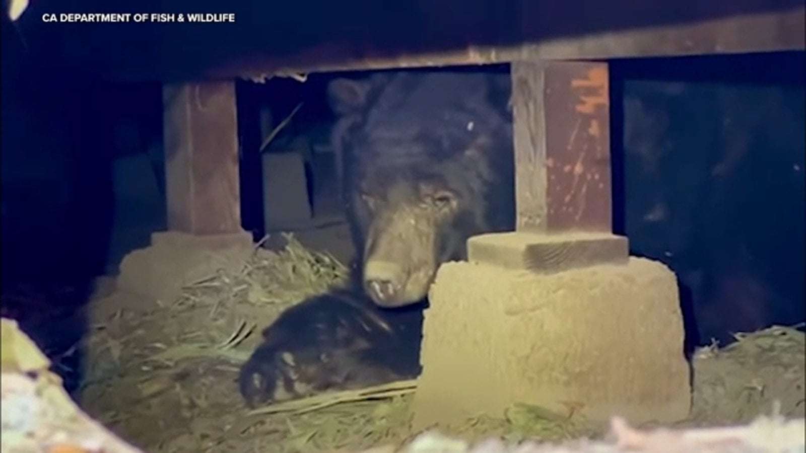 image for Family finds 525-pound bear in crawl space underneath home that survived Eaton Fire