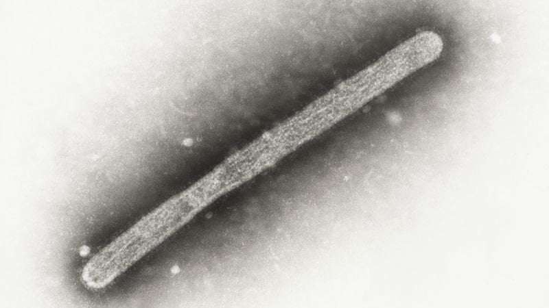 image for Bird flu variant found in Nevada cows shows signs of adaptation to mammals