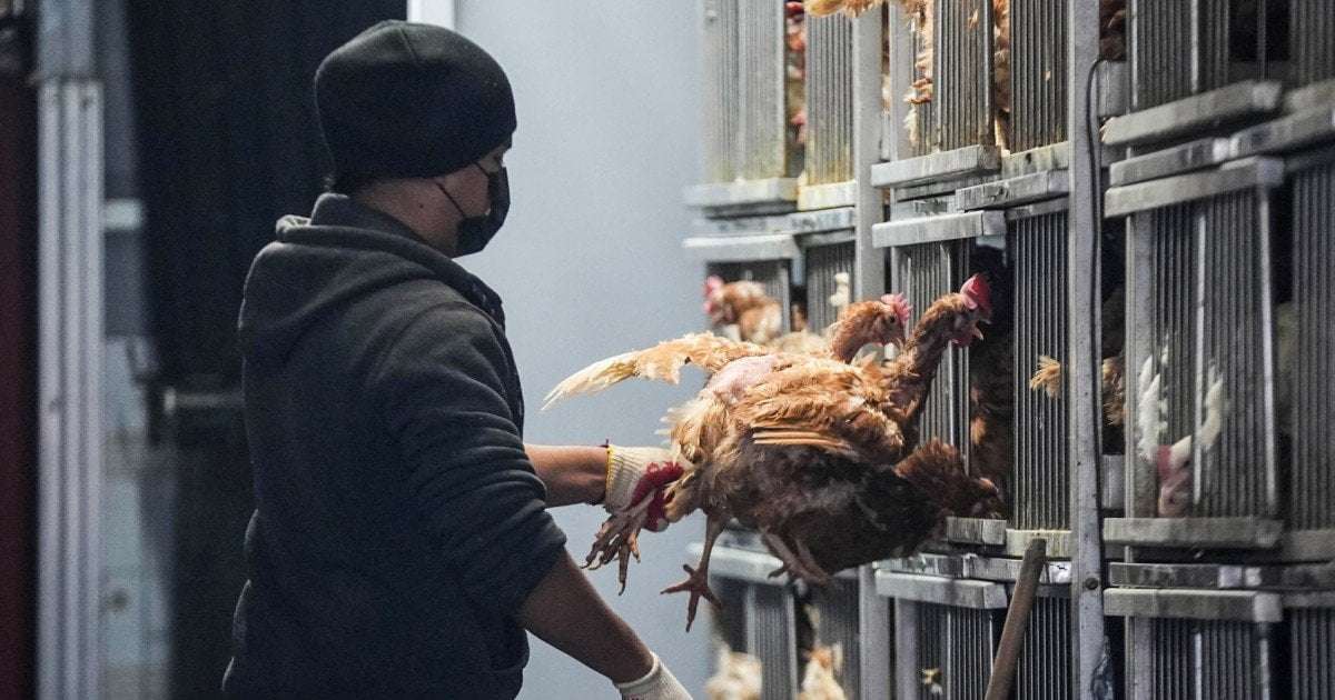image for New York poultry markets ordered to close temporarily as bird flu concerns spread
