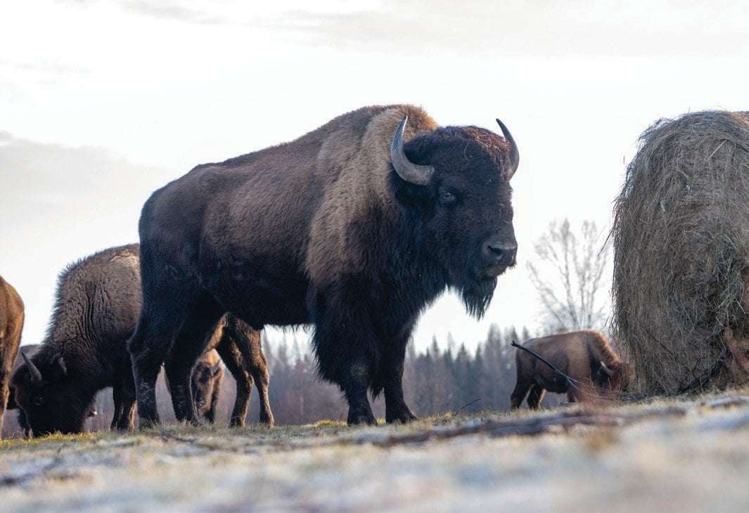image for The return of the buffalo is reviving portions of the ecosystem