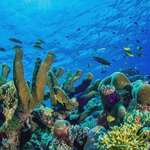 image for The Beautiful Coral of the Gulf of Mexico