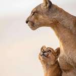 image for The way the cub is looking at its mother!
