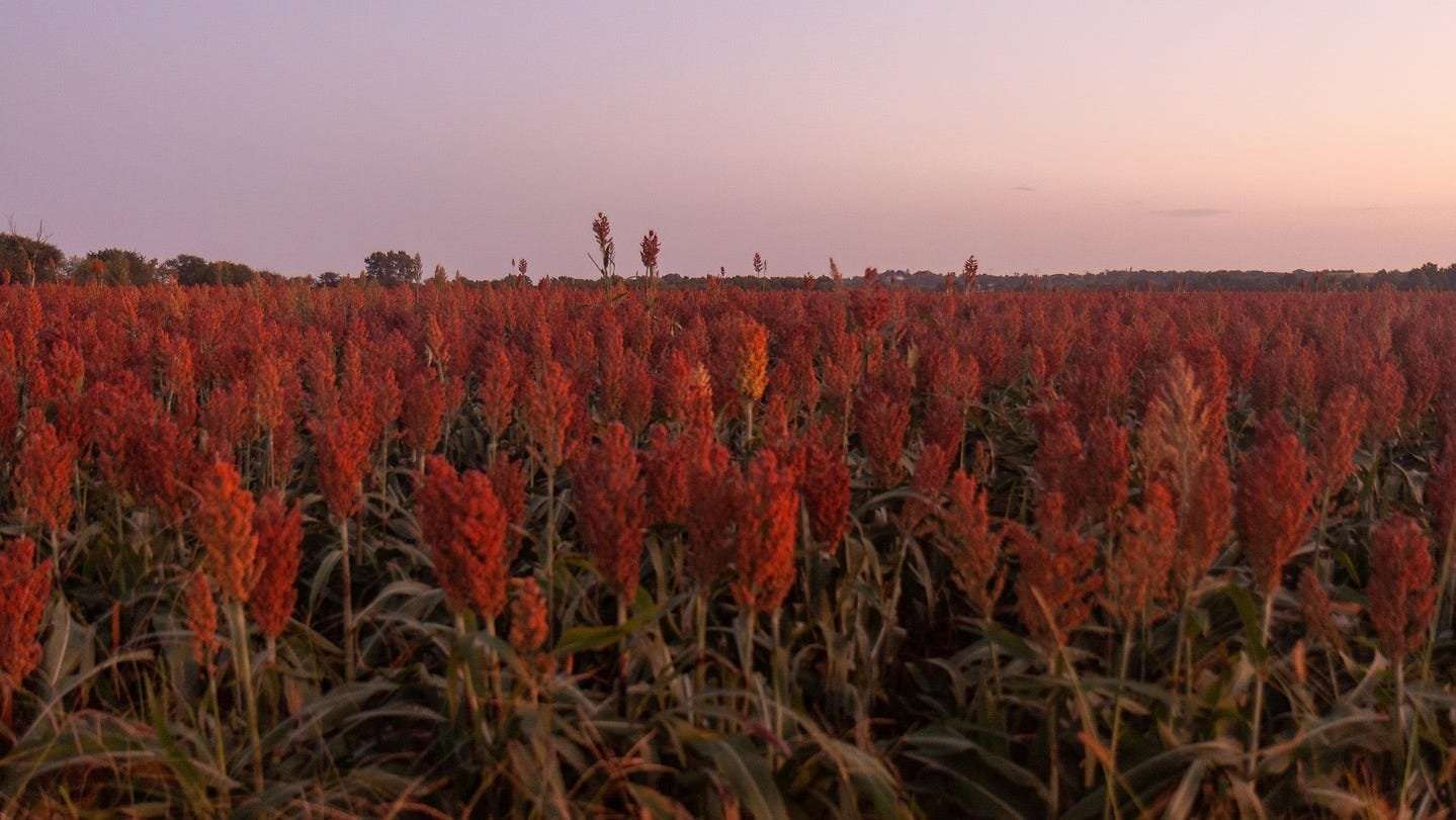 image for Without USAID's Food for Peace, Kansas grain elevators have no market for sorghum