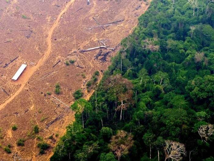 image for Amazon deforestation declines to lowest level in a decade