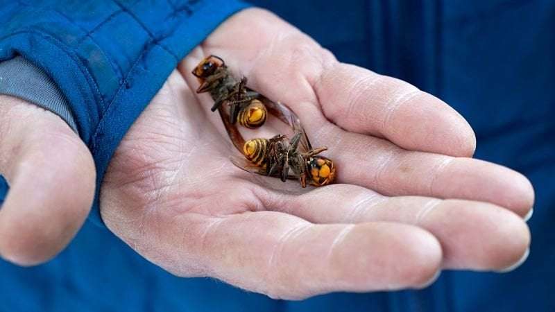 image for Invasive ‘murder hornets’ are wiped out in the US, officials say