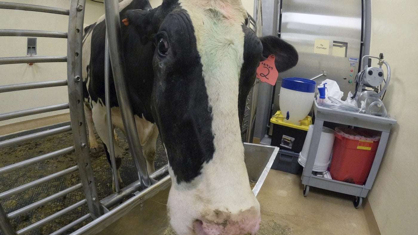 image for After delay, CDC releases data signaling bird flu spread undetected in cows and people