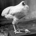 image for Mike the headless chicken who survived for 18 months without a head