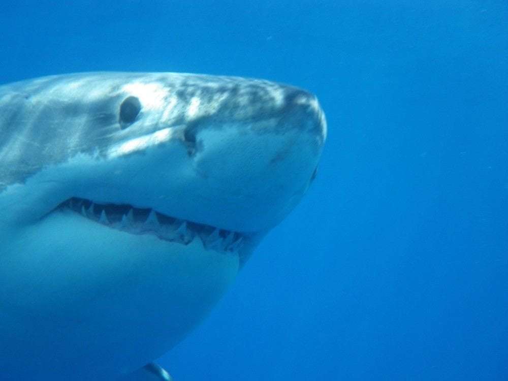 image for Shark bites off Canadian woman's hands when she tries to take a photo