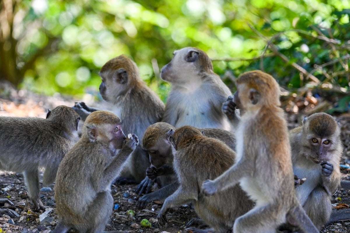 image for Can wild monkeys in Florida give people herpes?