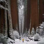 image for Sequoia National Park in California