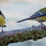 image for A pair of great tits.