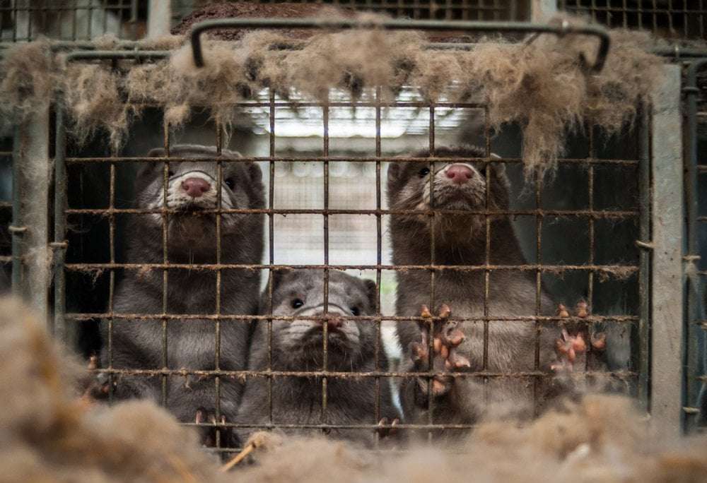 image for NORWAY HAS OFFICIALLY ENDED FUR FARMING FOR GOOD - FARMS WERE GIVEN UNTIL FEBRUARY 2025 TO SHUT DOWN - Prince EA