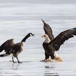 image for Canada goose chases off bald eagle