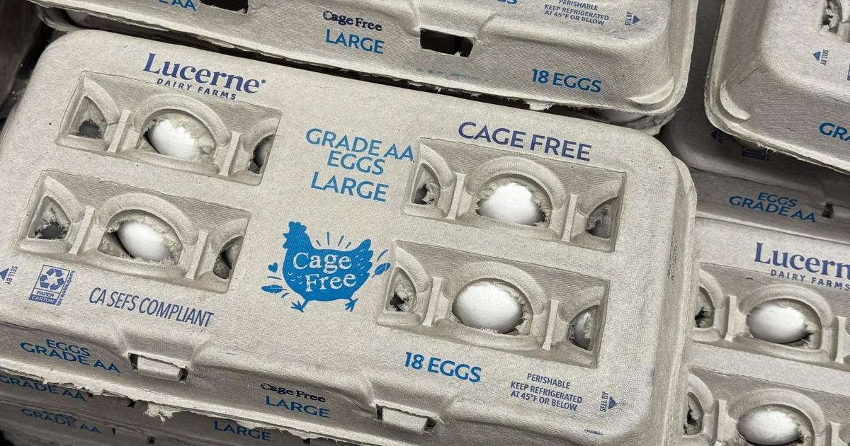 image for Rising egg prices and high demand are prompting consumers to rent or buy chickens, but experts warn the move may not cut costs