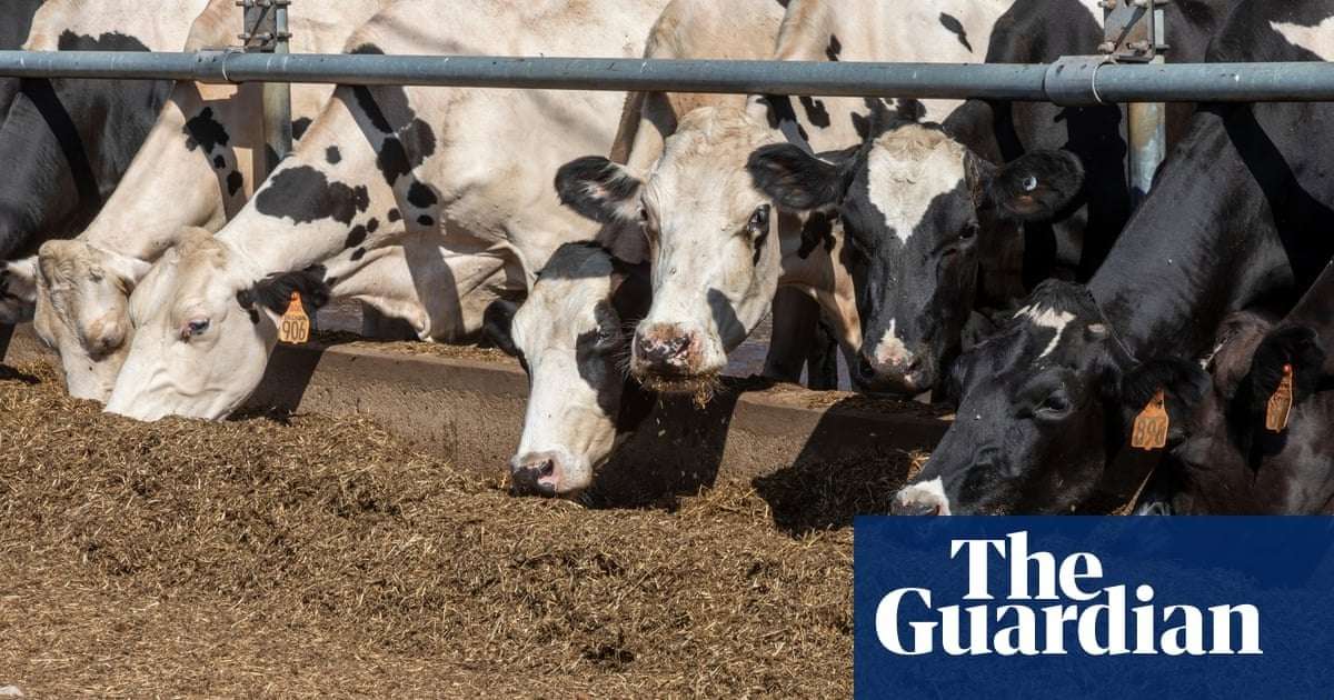 image for Alarm as bird flu now ‘endemic in cows’ while Trump cuts staff and funding