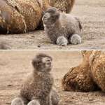 image for I was today years old when i found out how a baby camel looks.