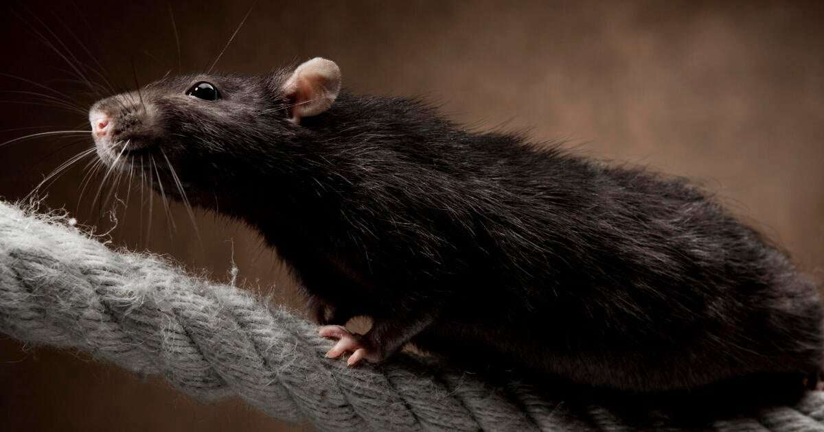 image for Bird flu confirmed in rats for first time, USDA reports