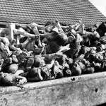 image for NSFL: The human cost of fascism, for which the Heil Hitler salute stands.