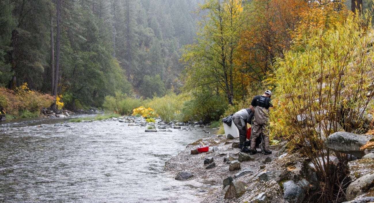 image for Salmon seen in Northern California river for first time in a century